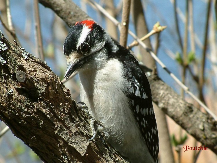 Fonds d'cran Animaux Oiseaux - Pics Pic Mineur