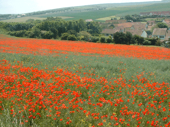 Wallpapers Nature Flowers Coquelicots  Wissant