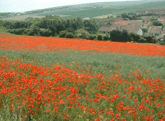 Wallpapers Nature Coquelicots  Wissant