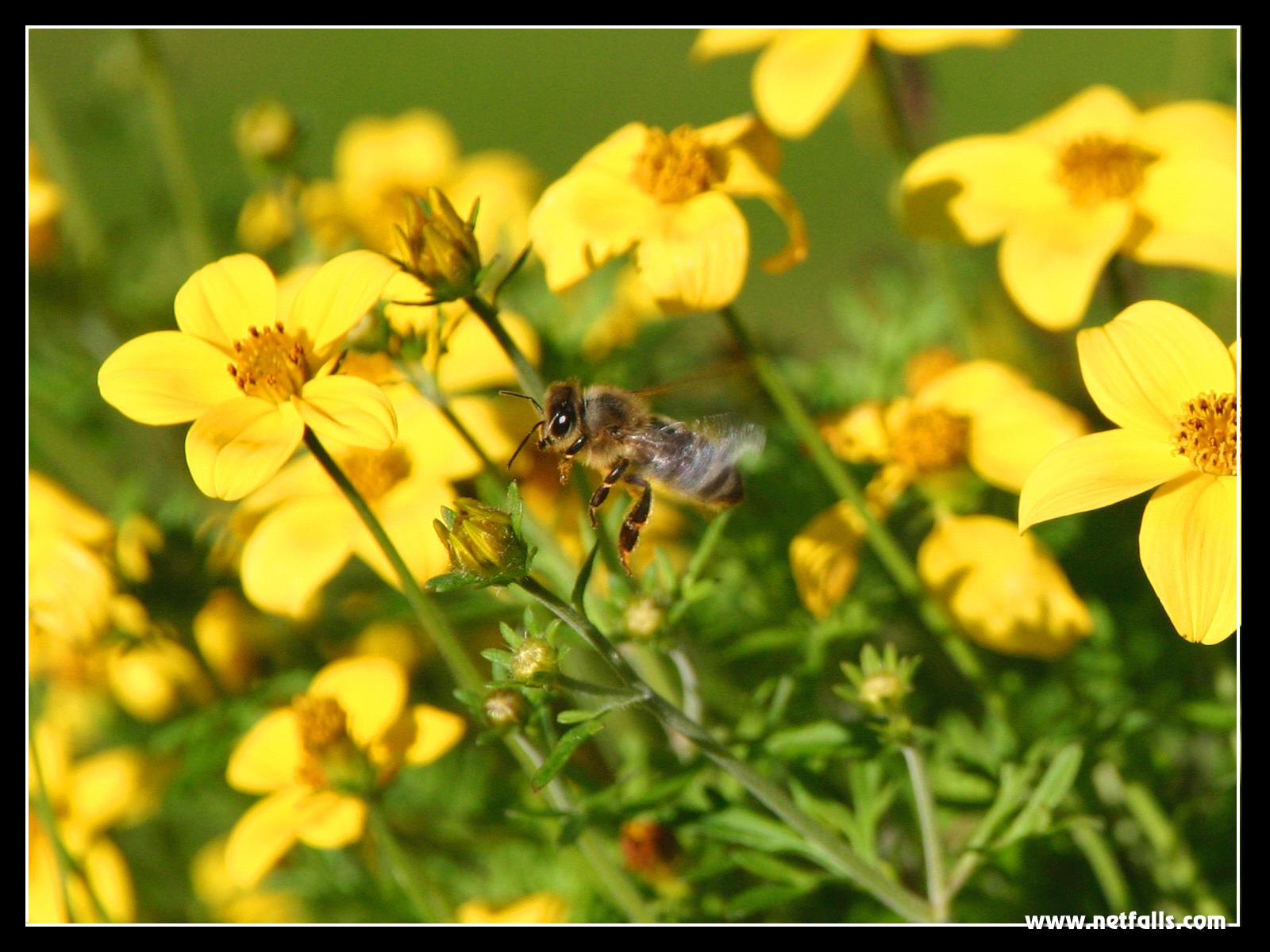 Fonds d'cran Animaux Insectes - Abeilles Gupes ... Busy bee