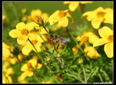 Wallpapers Animals Busy bee