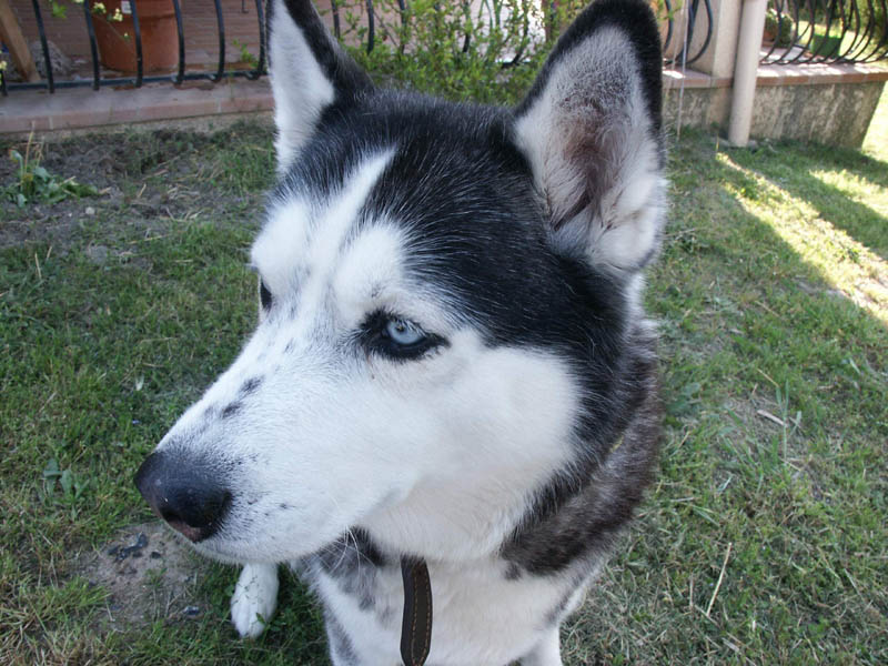 Fonds d'cran Animaux Chiens mon nom est Belle