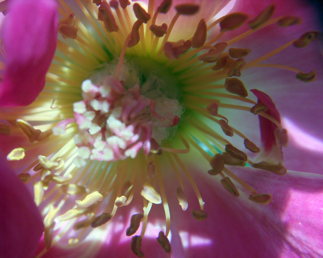 Fonds d'cran Nature Fleurs coeur d'une rose