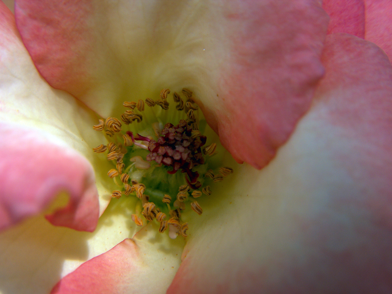 Wallpapers Nature Flowers coeur de rose