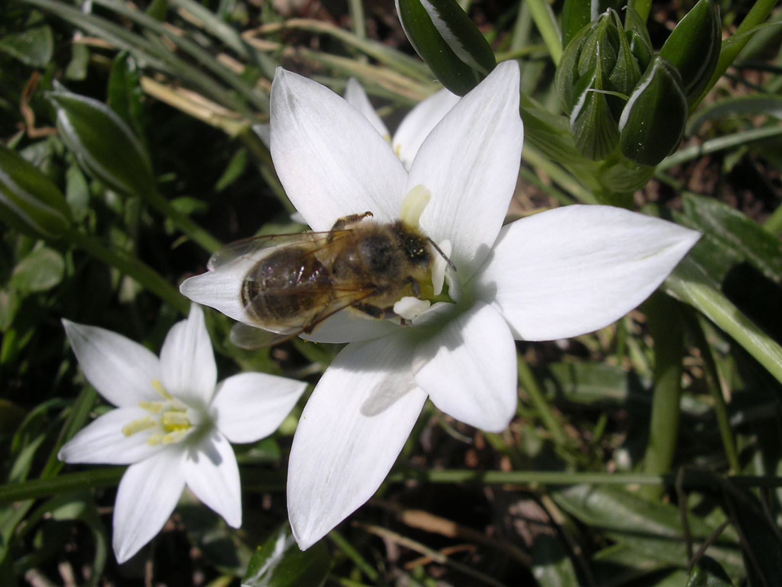 Fonds d'cran Animaux Insectes - Abeilles Gupes ... Une Abeille De trs Prs