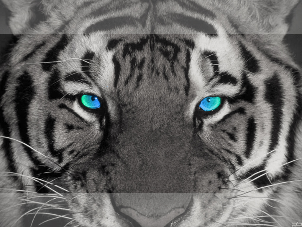 Wallpapers Animals Felines - Tigers Eye of the tiger