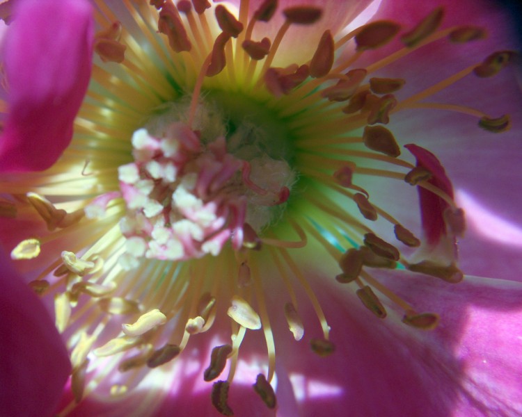 Fonds d'cran Nature Fleurs coeur d'une rose