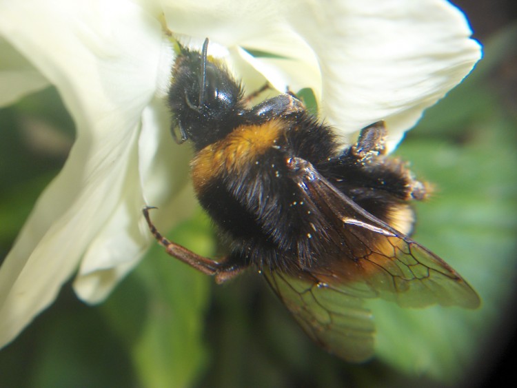 Fonds d'cran Animaux Insectes - Abeilles Gupes ... bourdon