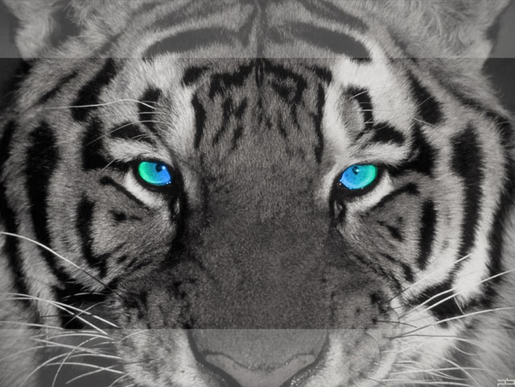 Fonds D Ecran Animaux Fonds D Ecran Felins Tigres Eye Of The Tiger Par Socalledchaos Hebus Com