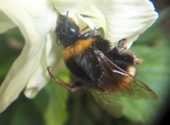 Fonds d'cran Animaux bourdon