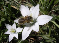 Fonds d'cran Animaux Une Abeille De trs Prs