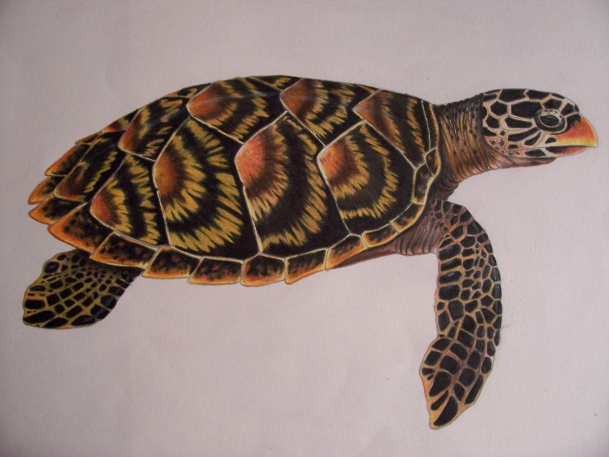 Fonds d'cran Art - Crayon Animaux - Tortues Tortue