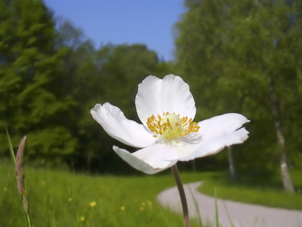 Fonds d'cran Nature Fleurs Anmone sylvestre