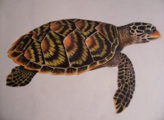 Wallpapers Art - Pencil Tortue