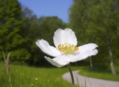 Fonds d'cran Nature Anmone sylvestre