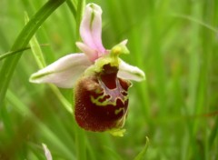 Fonds d'cran Nature Gros plan sur une Ophrys Bourdon