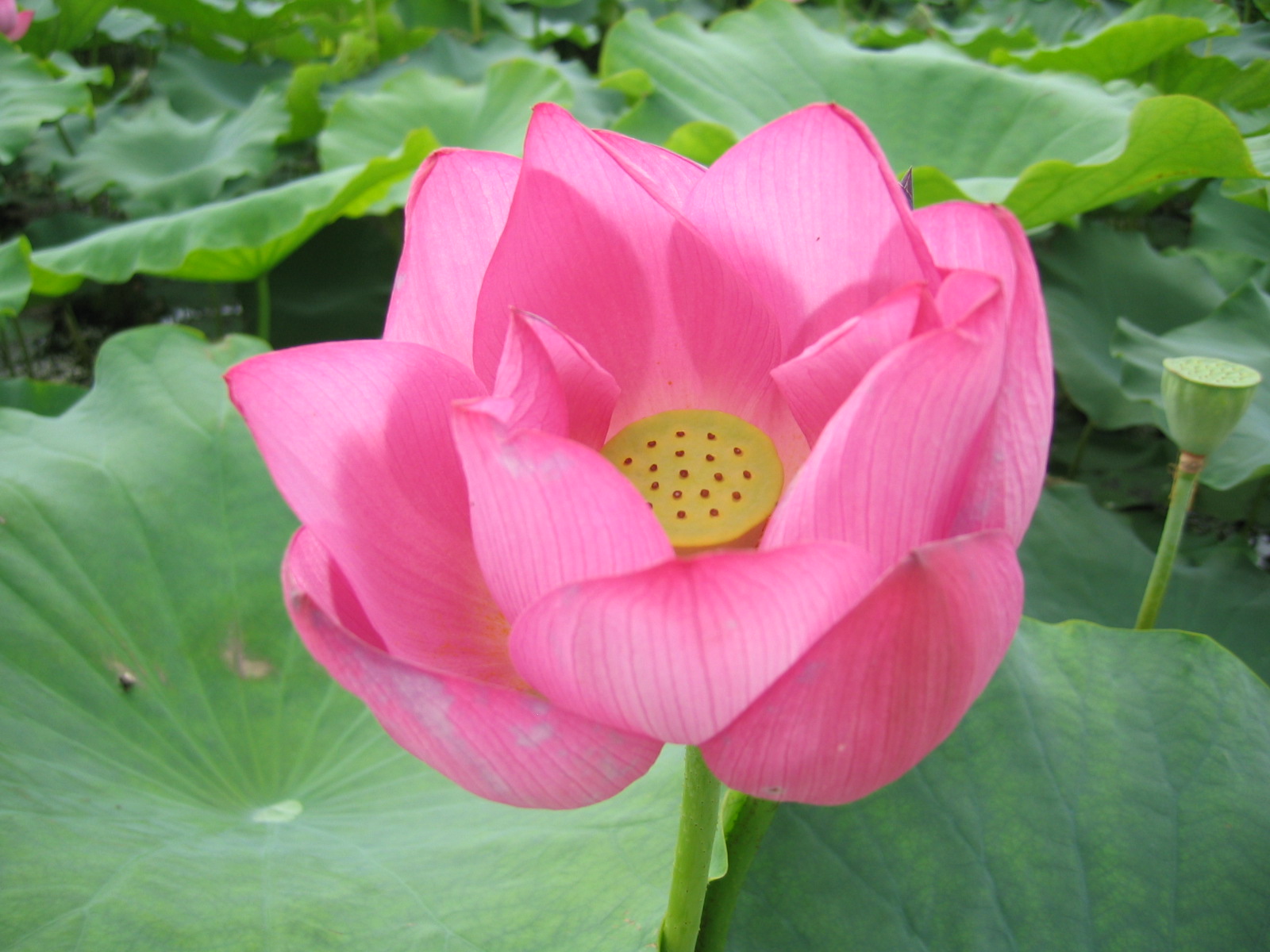 Wallpapers Nature Flowers lotus