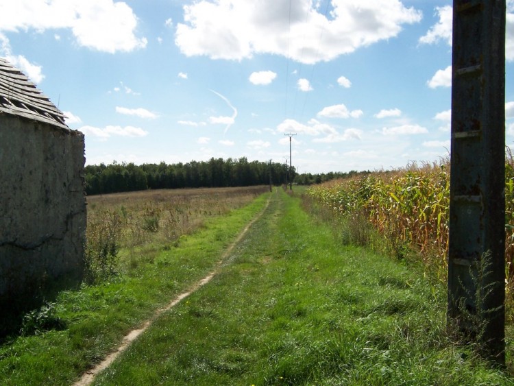 Fonds d'cran Nature Champs - Prairies Petit chemin