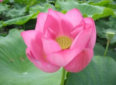 Wallpapers Nature lotus