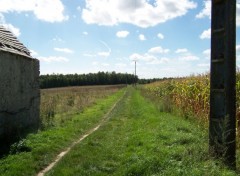 Fonds d'cran Nature Petit chemin