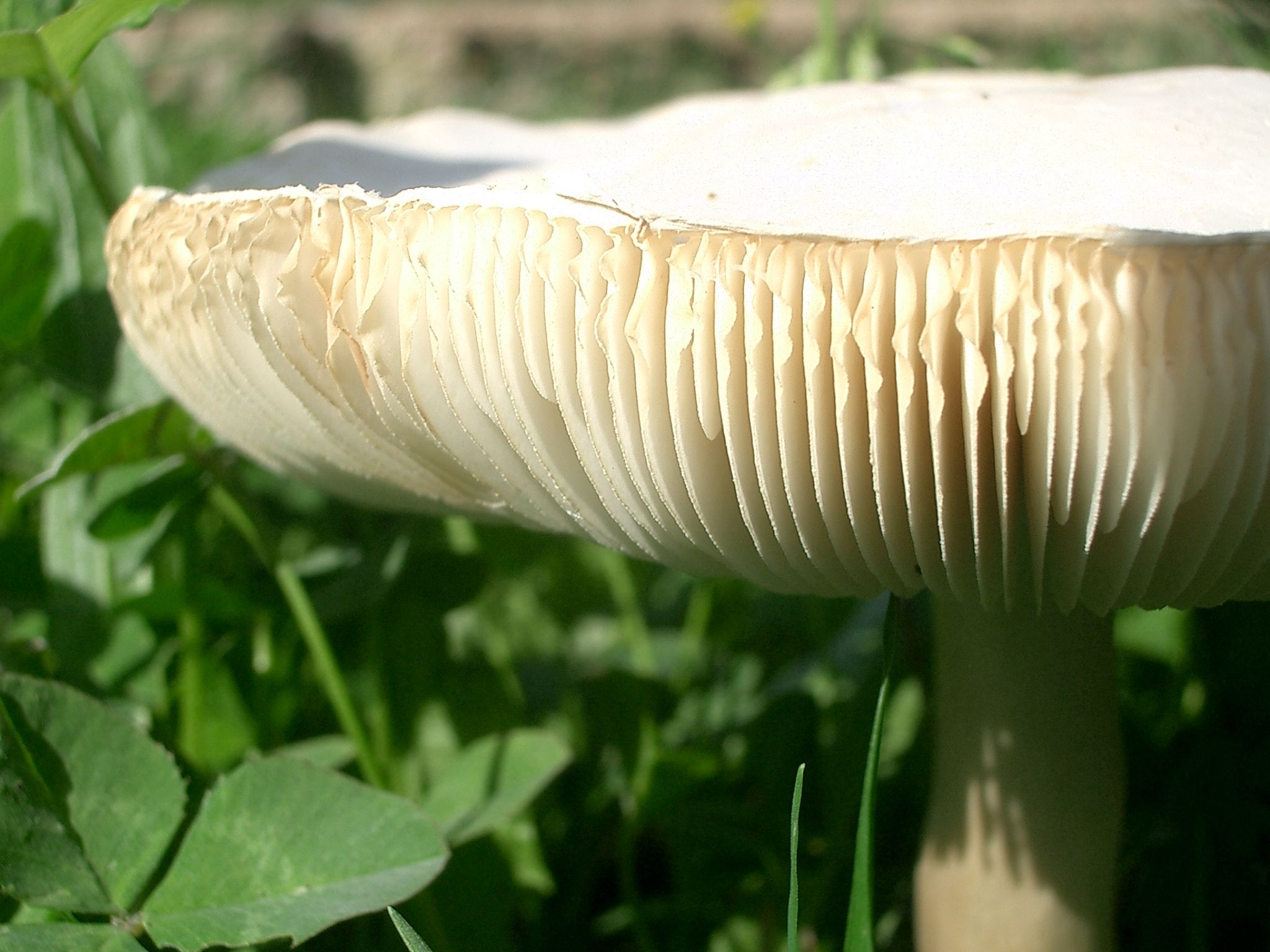 Fonds d'cran Nature Champignons Champ