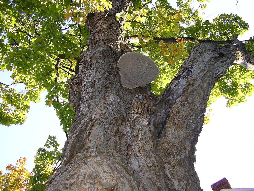 Fonds d'cran Nature Arbres - Forts 