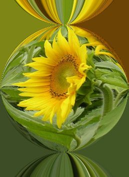 Wallpapers Nature Flowers La Tournesol