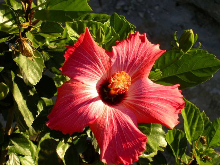 Fonds d'cran Nature Fleurs Fleur du Matin