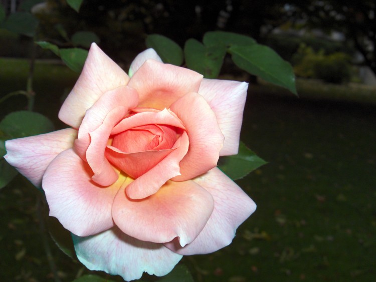 Fonds d'cran Nature Fleurs rose