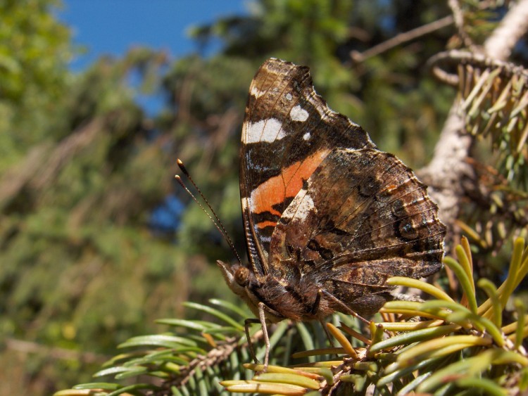 Wallpapers Animals Insects - Butterflies papillon