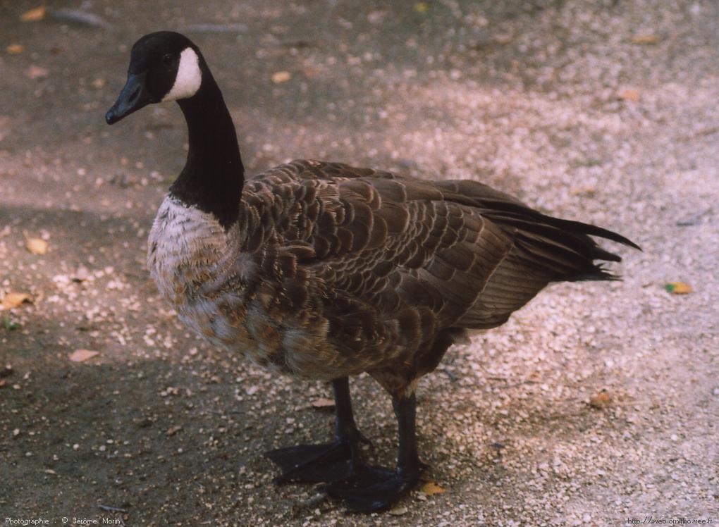 Fonds d'cran Animaux Oiseaux - Canards Bernache du Canada