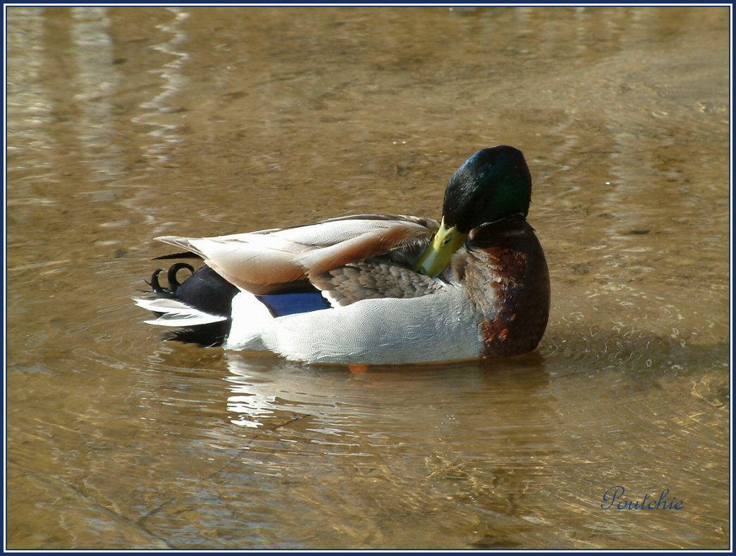 Wallpapers Animals Birds - Ducks Un p'tit brin de toilette