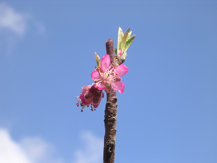 Fonds d'cran Nature Fleurs Fleurs De Pcher