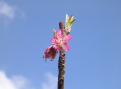 Fonds d'cran Nature Fleurs De Pcher