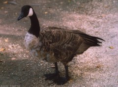 Fonds d'cran Animaux Bernache du Canada