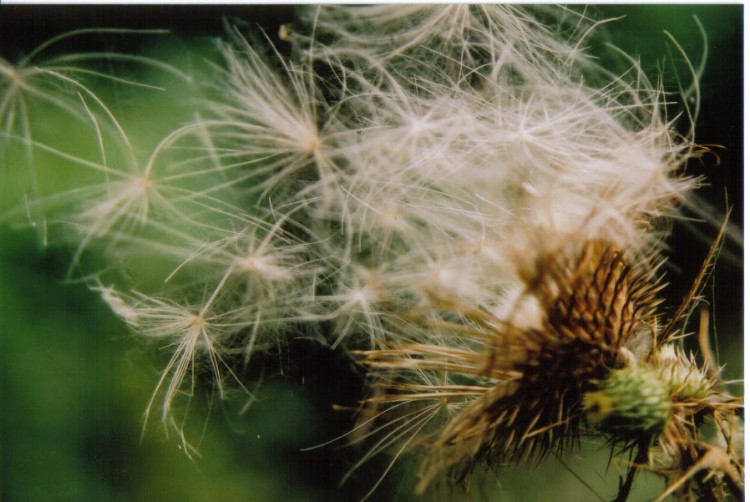 Fonds d'cran Nature Fleurs libration