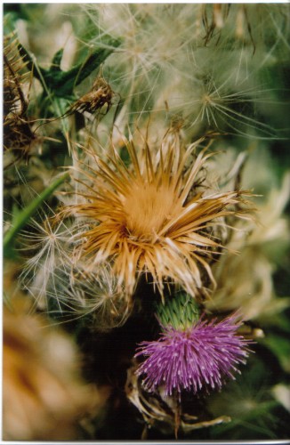 Fonds d'cran Nature Fleurs trouvez-en un...