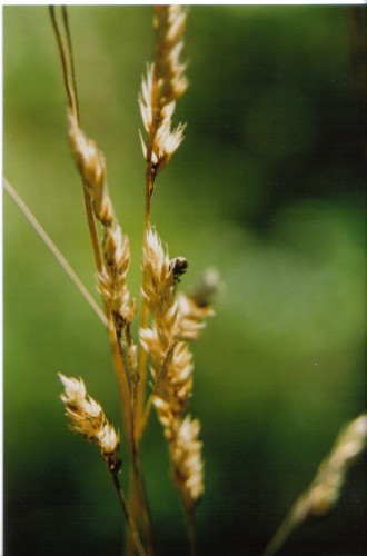 Fonds d'cran Animaux Insectes - Divers bibitte sur foin