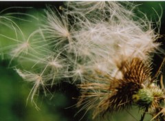 Fonds d'cran Nature libration