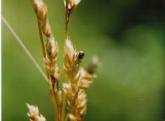 Fonds d'cran Animaux bibitte sur foin