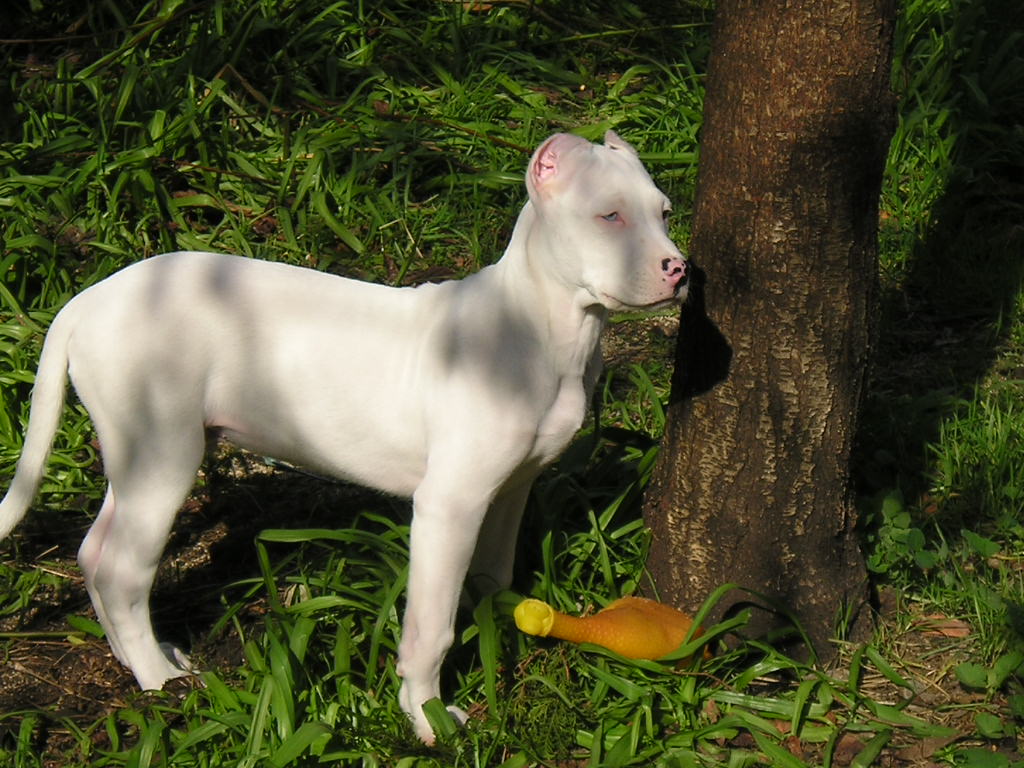 Fonds d'cran Animaux Chiens Saan