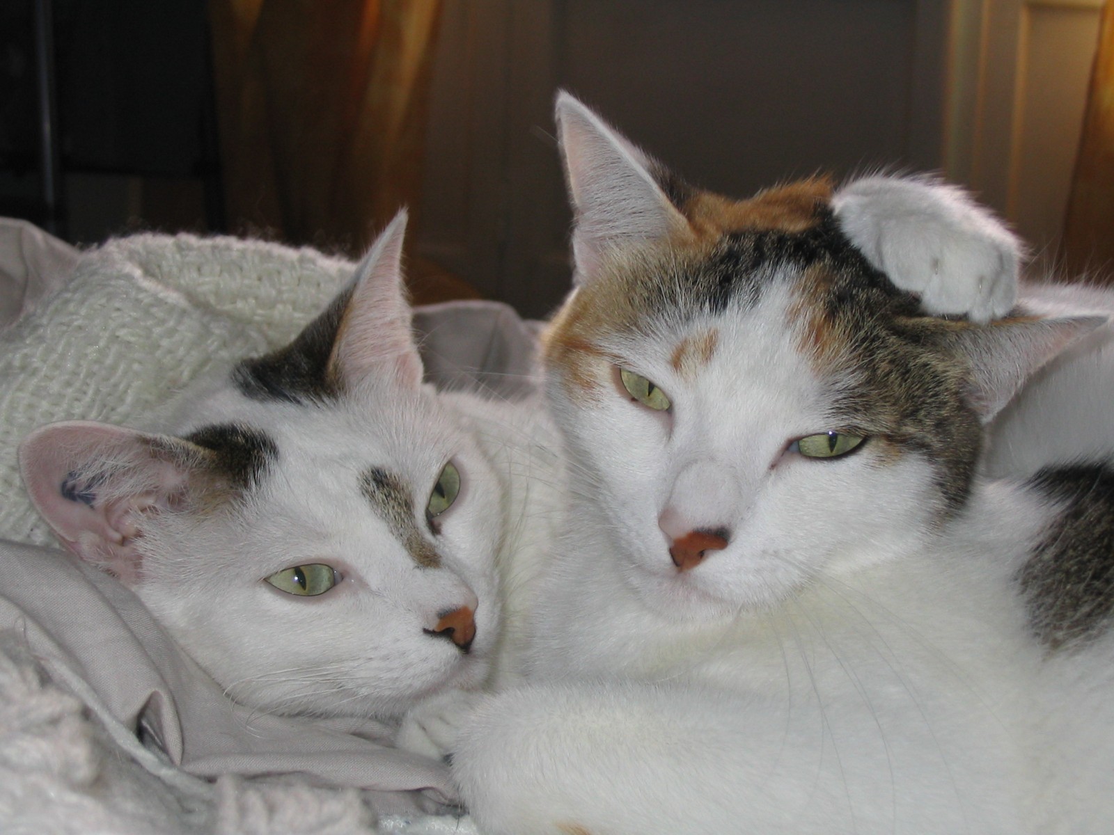 Wallpapers Animals Cats - Kittens Deux soeurs qui s'aiment...