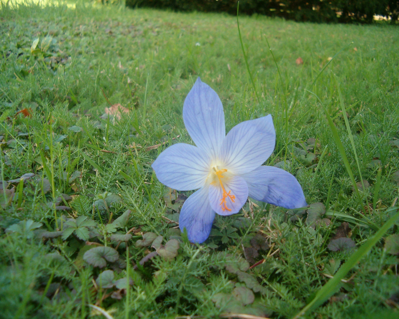 Wallpapers Nature Flowers 