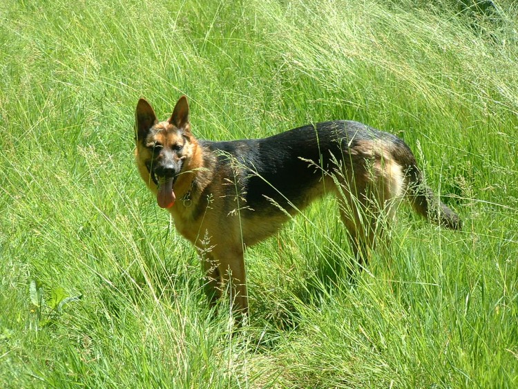 Fonds d'cran Animaux Chiens berger allemand