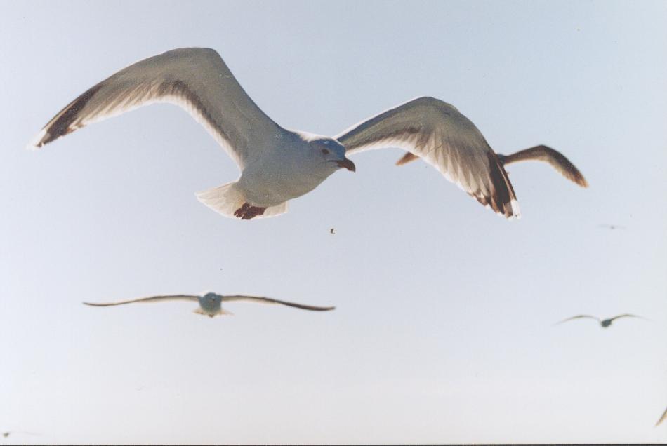 Wallpapers Animals Birds - Ducks planitude