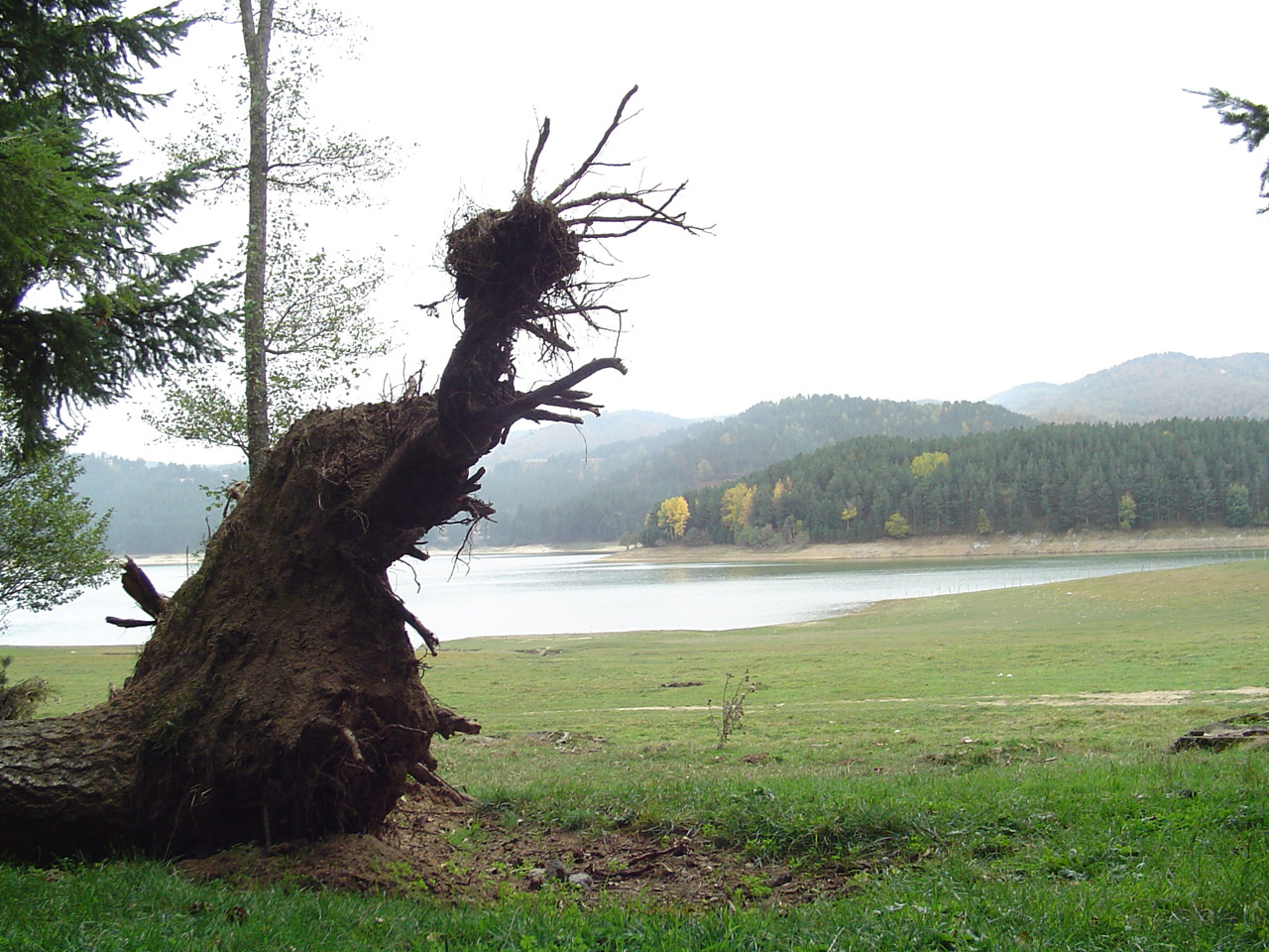 Fonds d'cran Nature Arbres - Forts Albero caduto