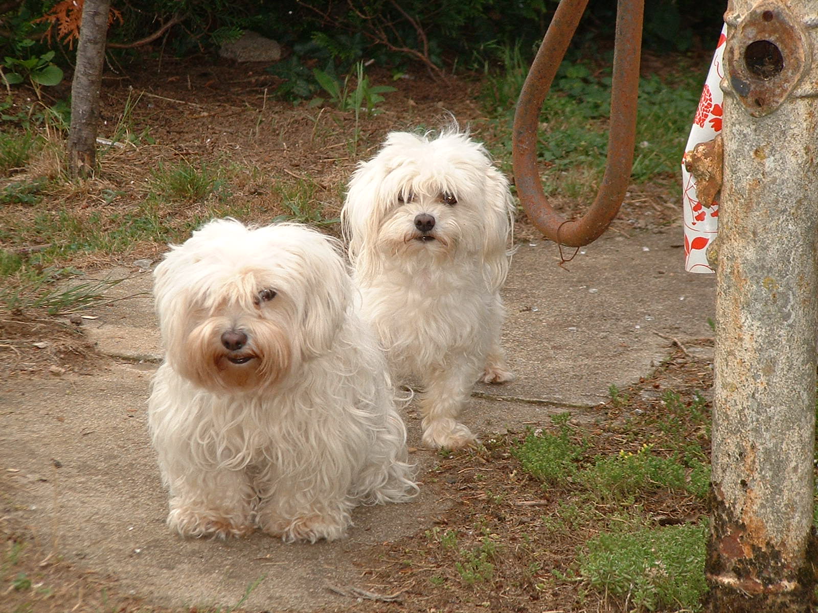 Fonds d'cran Animaux Chiens Bichons