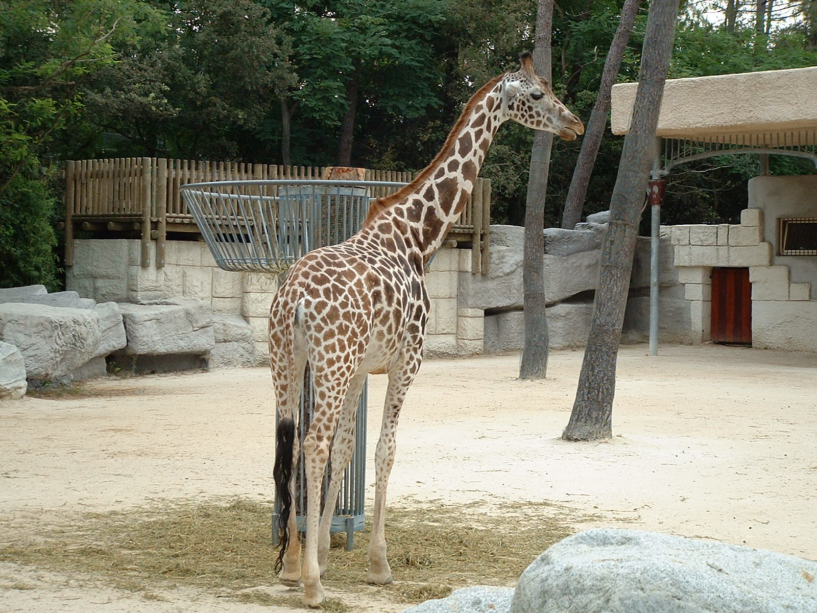 Fonds d'cran Animaux Girafes 