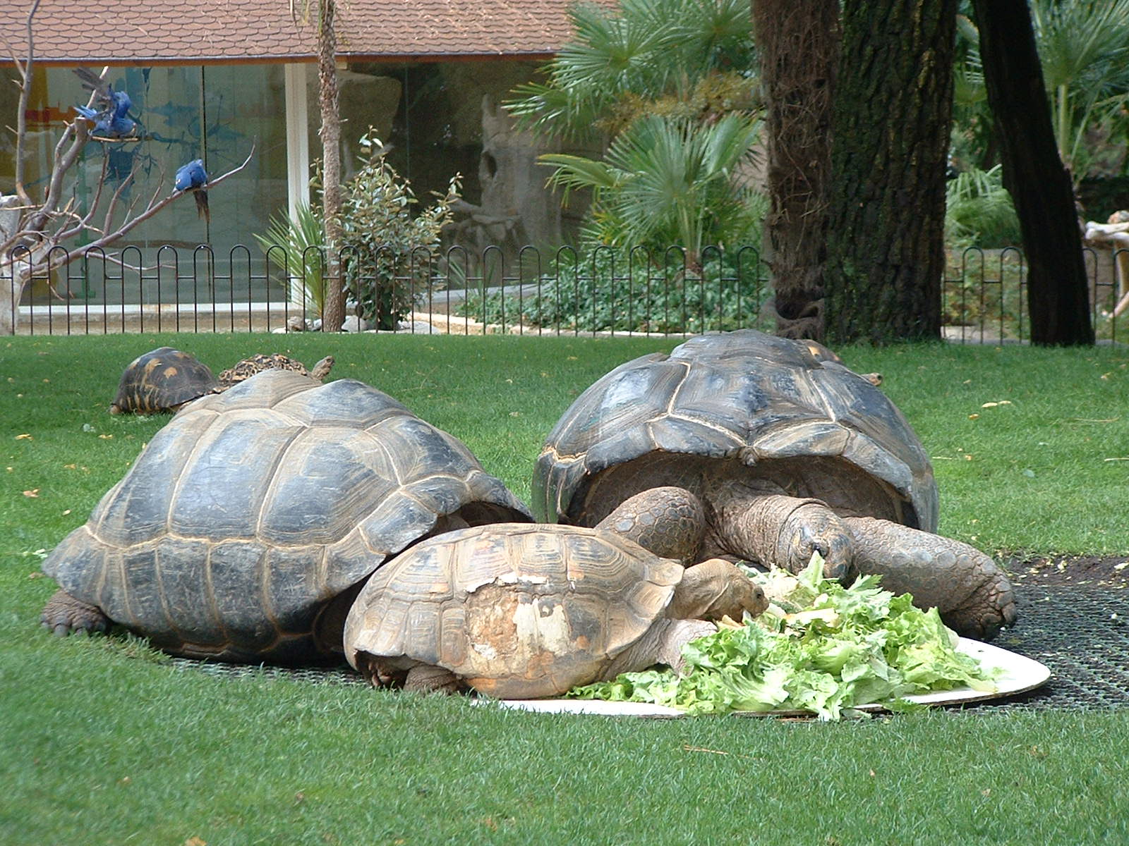 Fonds d'cran Animaux Tortues 