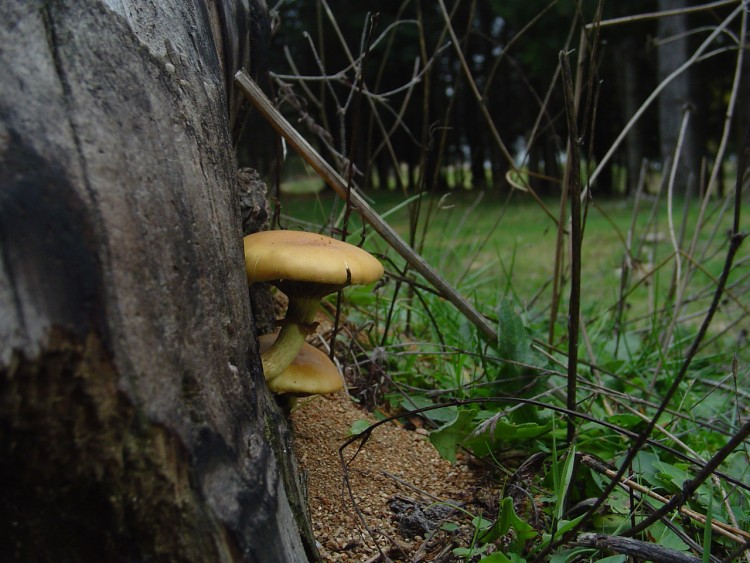 Fonds d'cran Nature Champignons Fungo